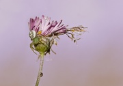 15th Sep 2011 - Flower Spider