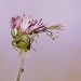 Flower Spider by bella_ss