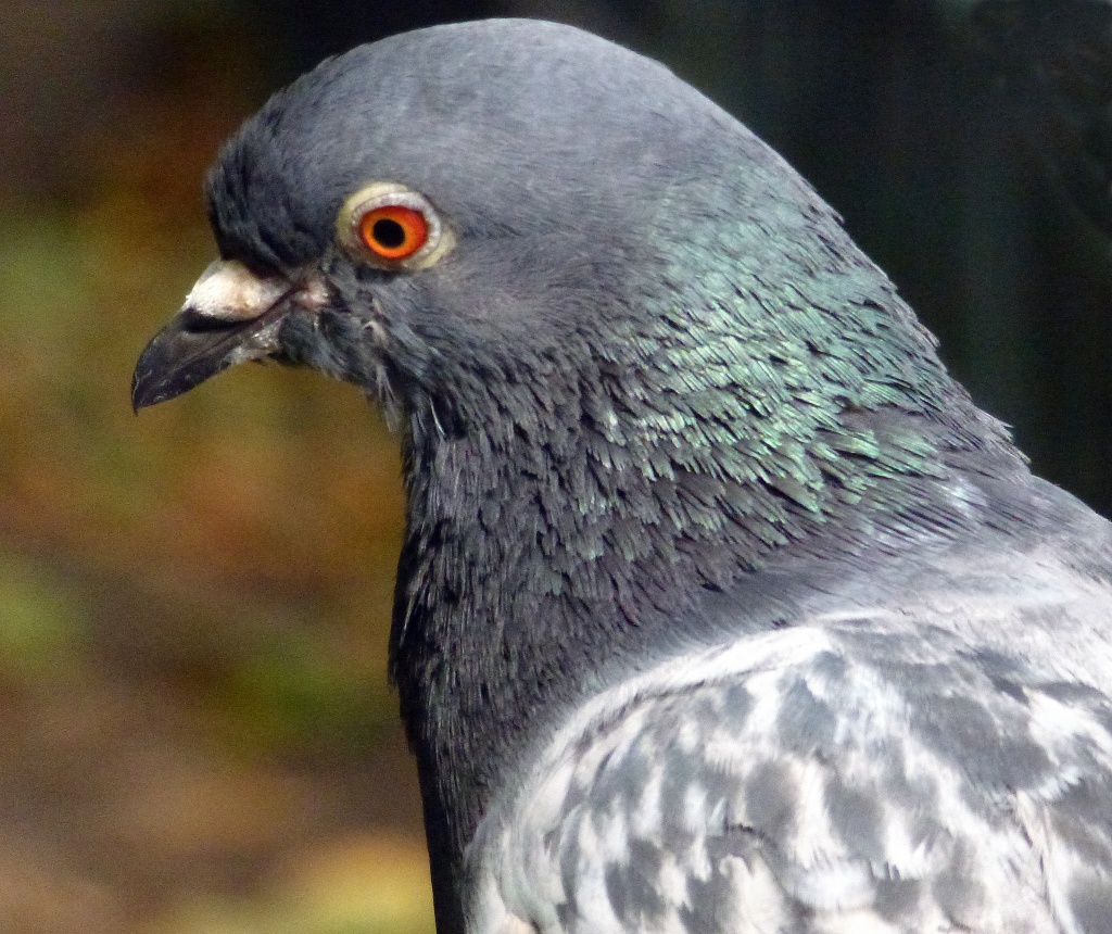 Portrait of a pigeon by dulciknit