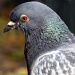 Portrait of a pigeon by dulciknit