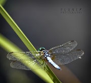 15th Sep 2011 - Dragonfly