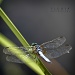 Dragonfly by orangecrush