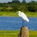 Great White Egret on Tree by twofunlabs