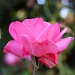 Rose by manek43509