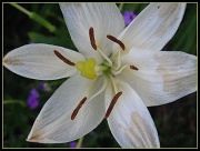 1st Apr 2011 - White Lily- January