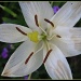 White Lily- January by olivetreeann