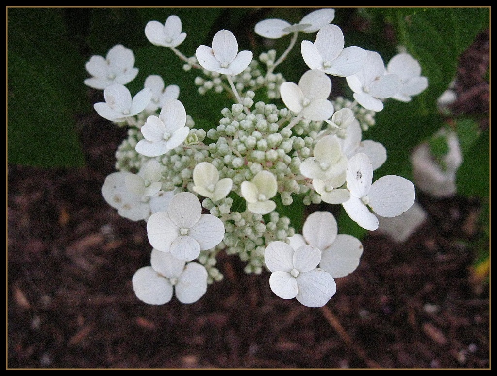 White Flowers- May by olivetreeann