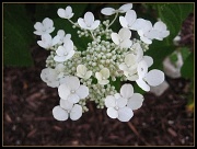 5th Apr 2011 - White Flowers- May