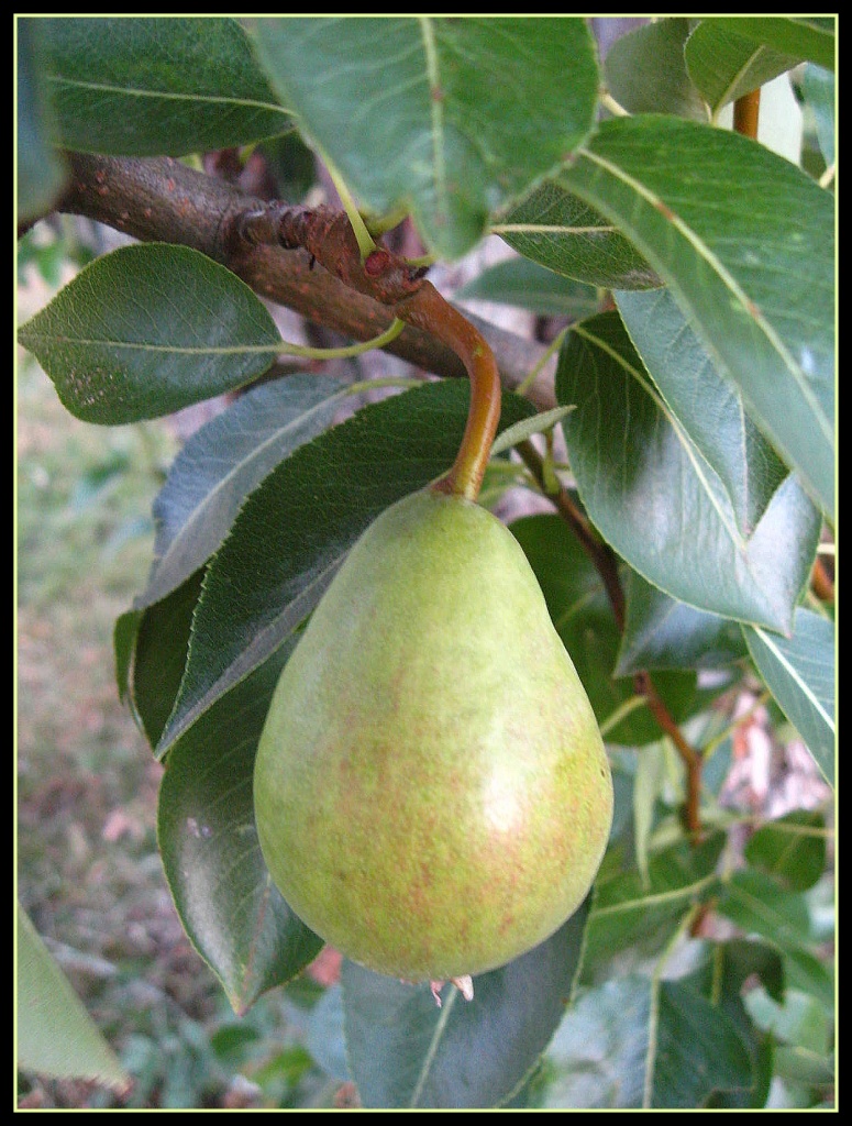Pear- June by olivetreeann
