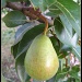 Pear- June by olivetreeann