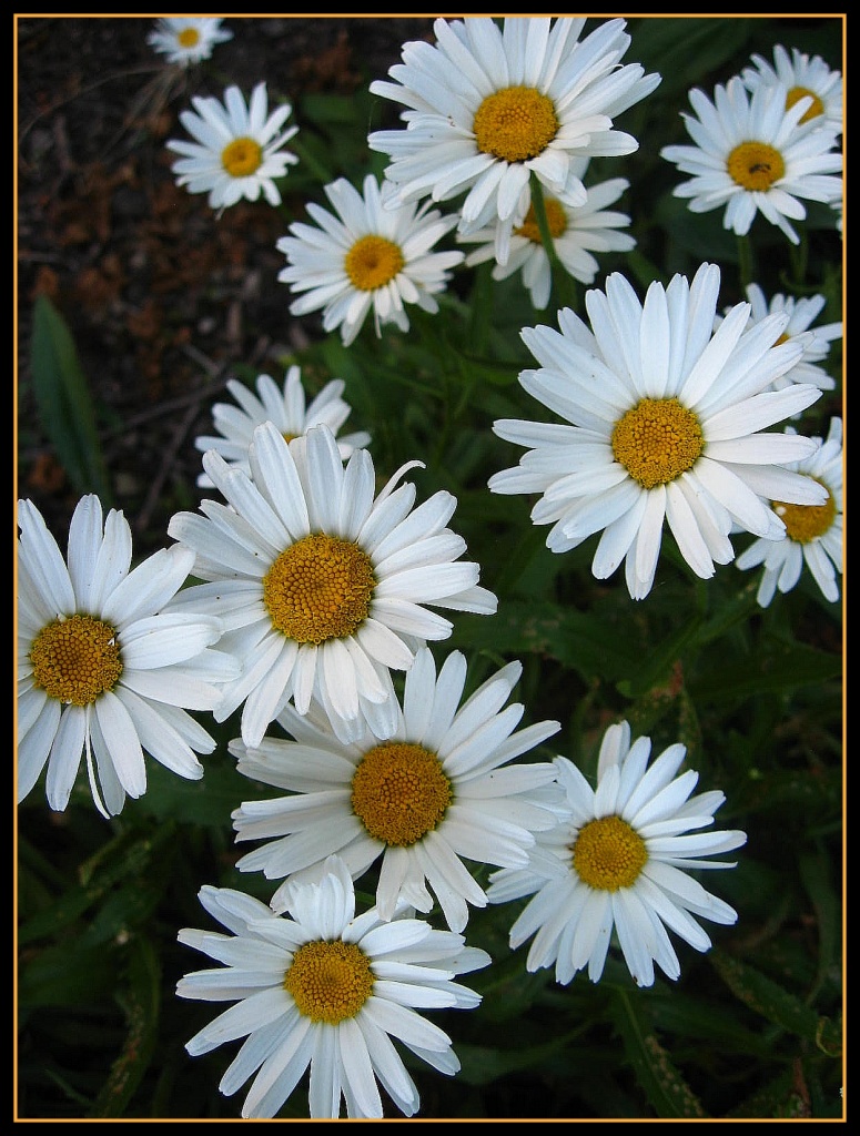 Daisies- August by olivetreeann