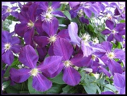 9th Apr 2011 - Clematis- September