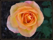 11th Apr 2011 - Peach Rose- November