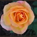Peach Rose- November by olivetreeann