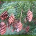 Pine Cones by olivetreeann