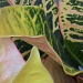 "Leaf" the Color Control Alone by grammyn