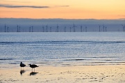 14th Sep 2011 - Offshore wind farm