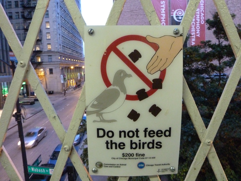 Dont feed bird mini pieces of toast. by grozanc