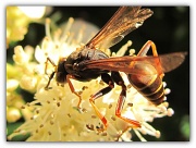16th Sep 2011 - Another Whopping Big Wasp