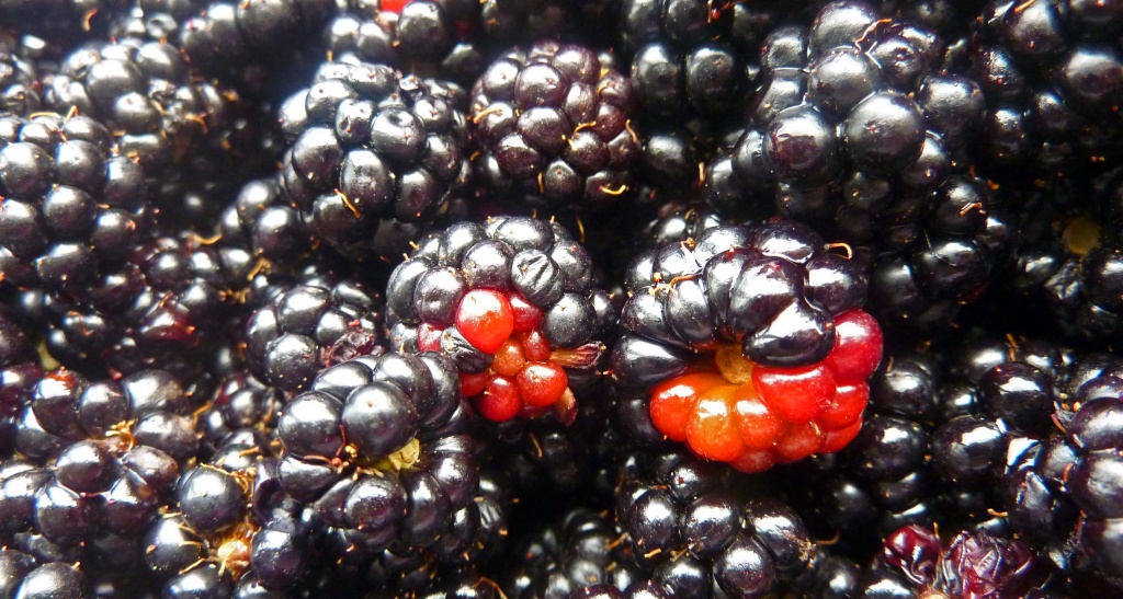 Blackberries by phil_howcroft