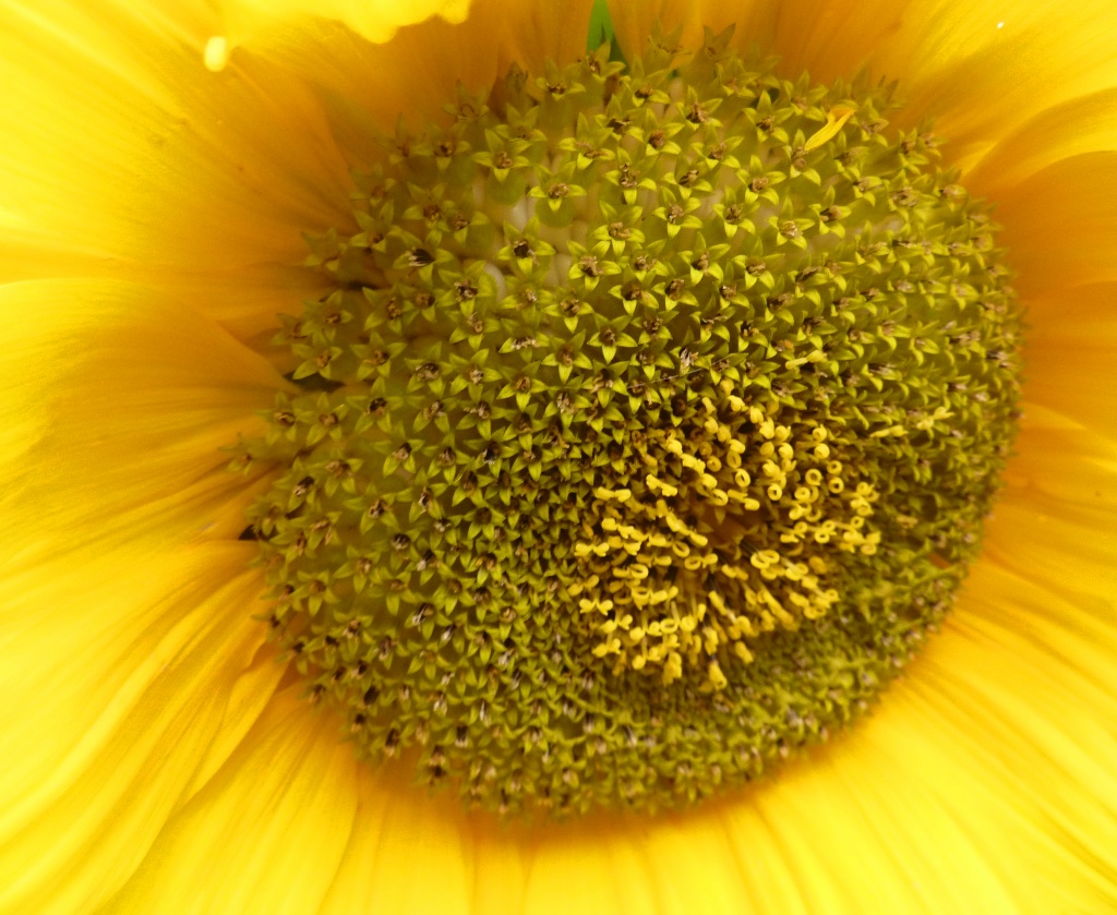 Sunflower macro by phil_howcroft