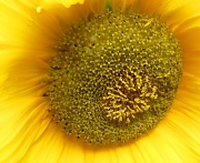 12th Sep 2011 - Sunflower macro