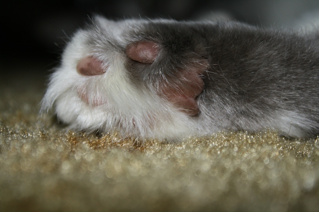 Pink paw with pretty fur by mittens