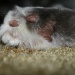 Pink paw with pretty fur by mittens