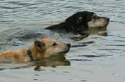 16th Sep 2011 - dog paddlers