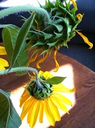 15th Sep 2011 - sad sunflowers. 