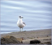 16th Sep 2011 - "Is this my best side?"