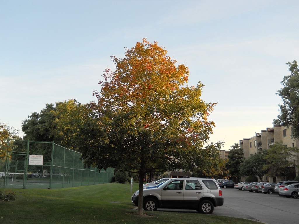 Late summer maple tree by kchuk