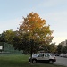 Late summer maple tree by kchuk