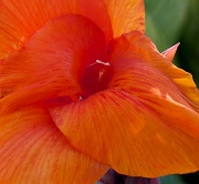 16th Sep 2011 - Another Canna