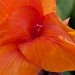 Another Canna by eudora