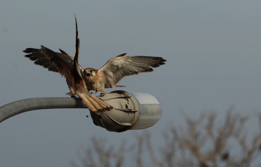 Battle Royale - Kestrel Style - the fight for the perch on the lightpole by lbmcshutter