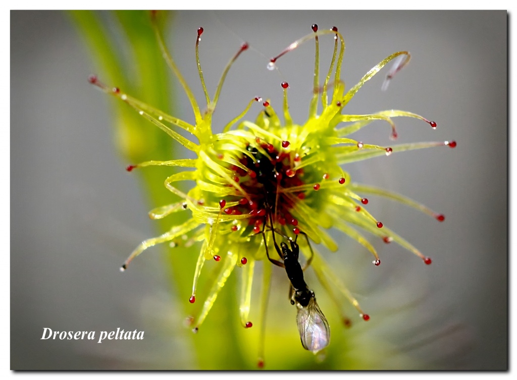 carnivorous sundew by ltodd