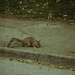Squirrel - hope he doesn't break his teeth! by mattjcuk