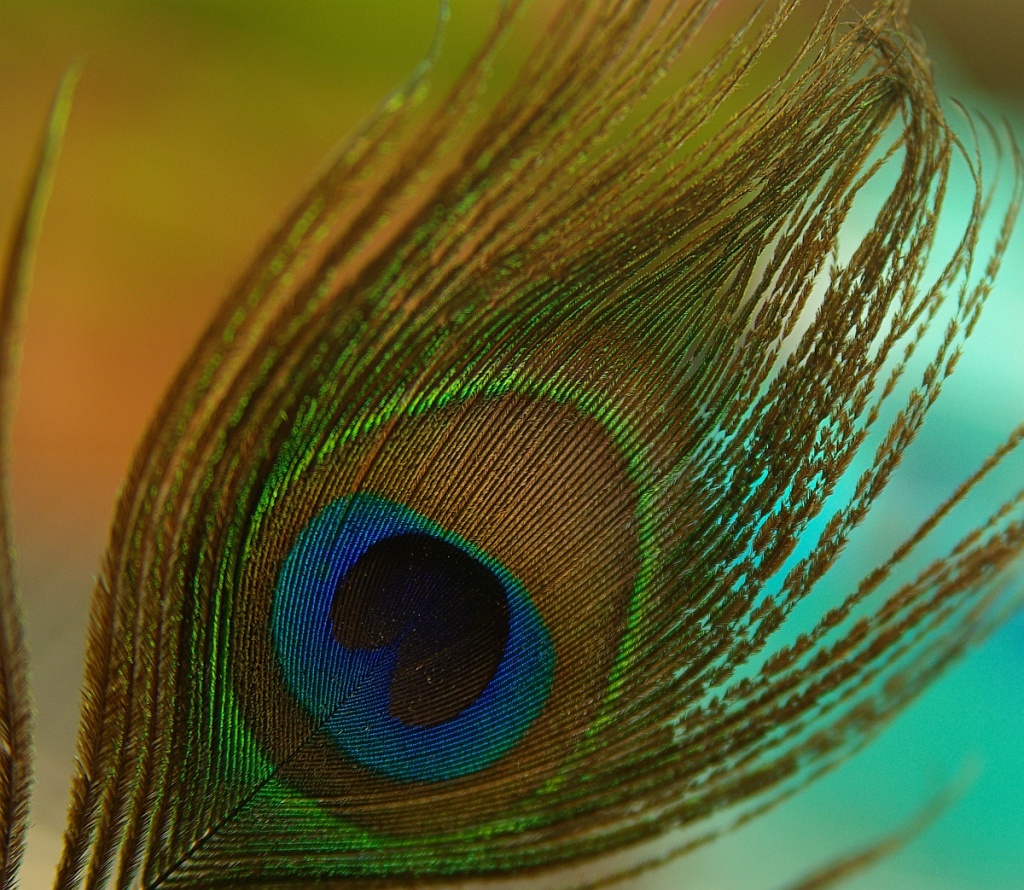 Peacock Colors by cjphoto