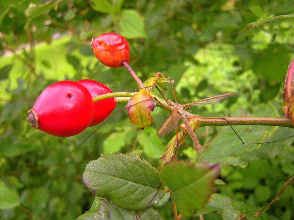 Rosehip with insect by pyrrhula
