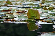 16th Sep 2011 - Reflections...