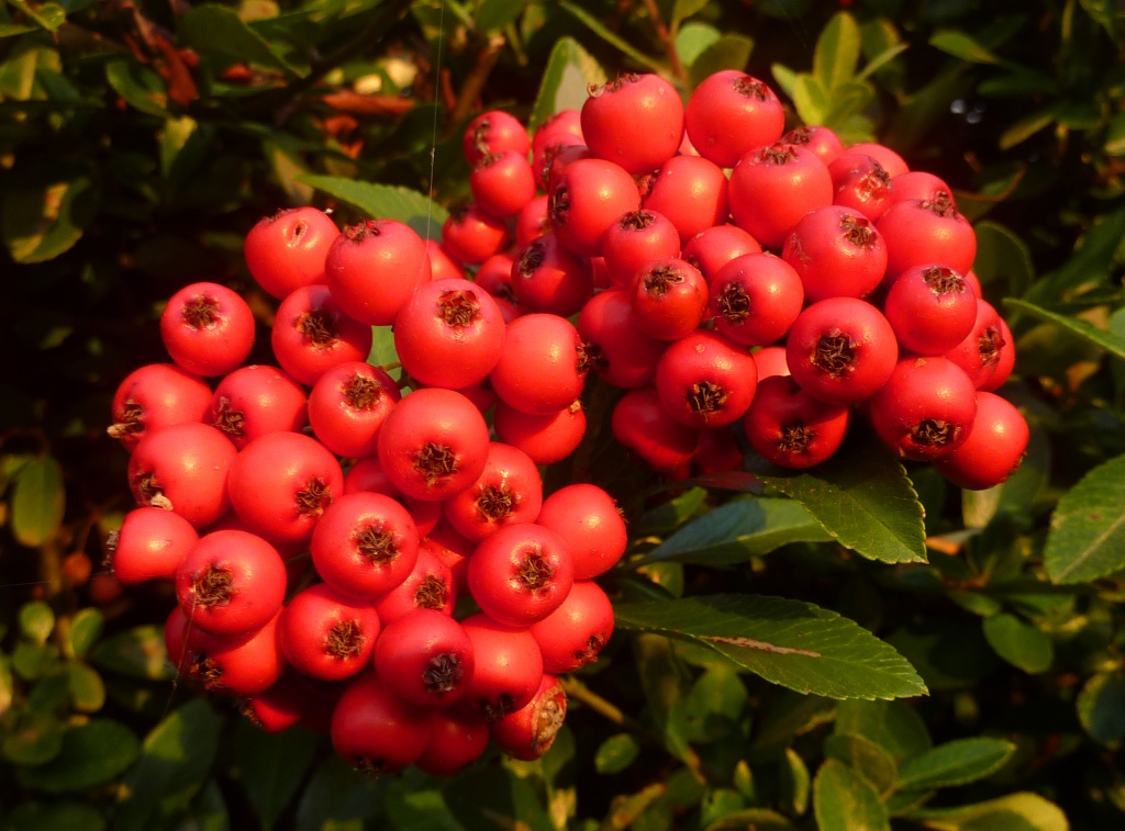 Red Pyracantha by phil_howcroft