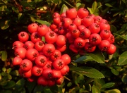 13th Sep 2011 - Red Pyracantha
