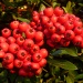 Red Pyracantha by phil_howcroft