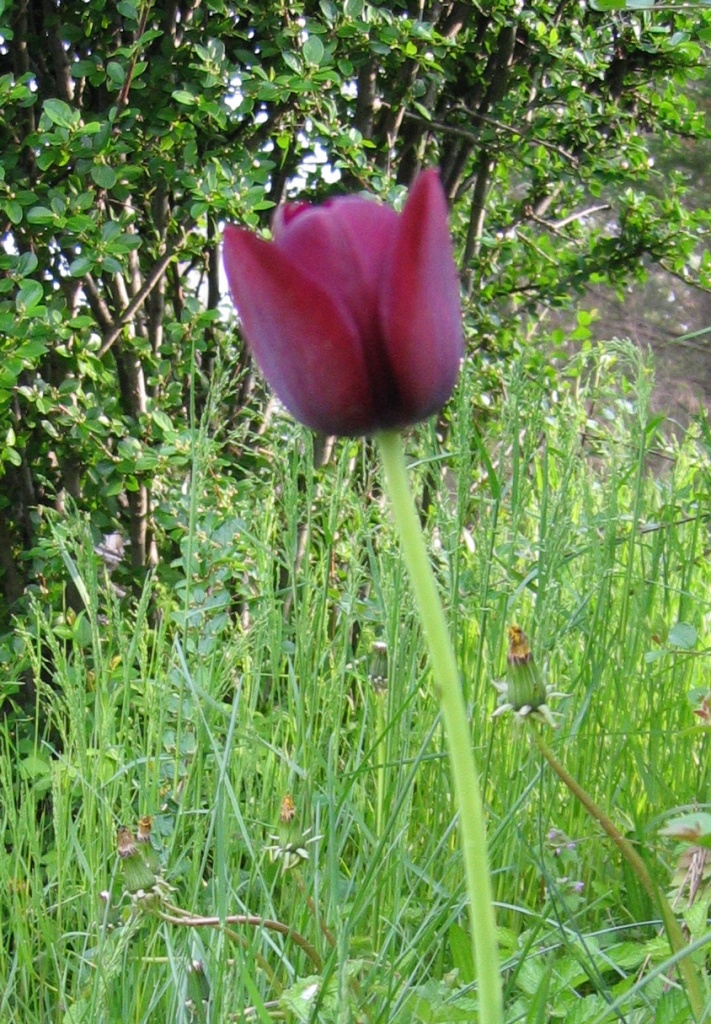 Day 100 Red-Violet Tulip by spiritualstatic