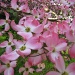 Day 101 Pink Dogwood Flowers by spiritualstatic