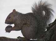 15th Sep 2011 - Squirrel