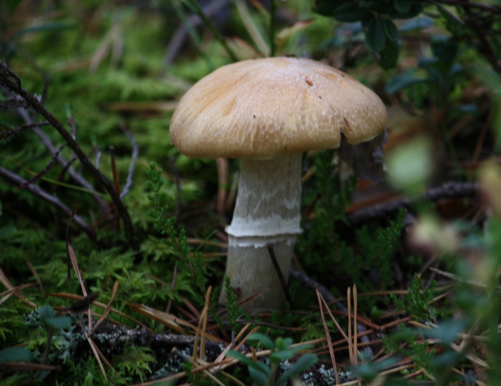 Gypsy mushroom - Cortinarius caperatus - Kehnäsieni  by annelis