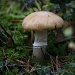 Gypsy mushroom - Cortinarius caperatus - Kehnäsieni  by annelis