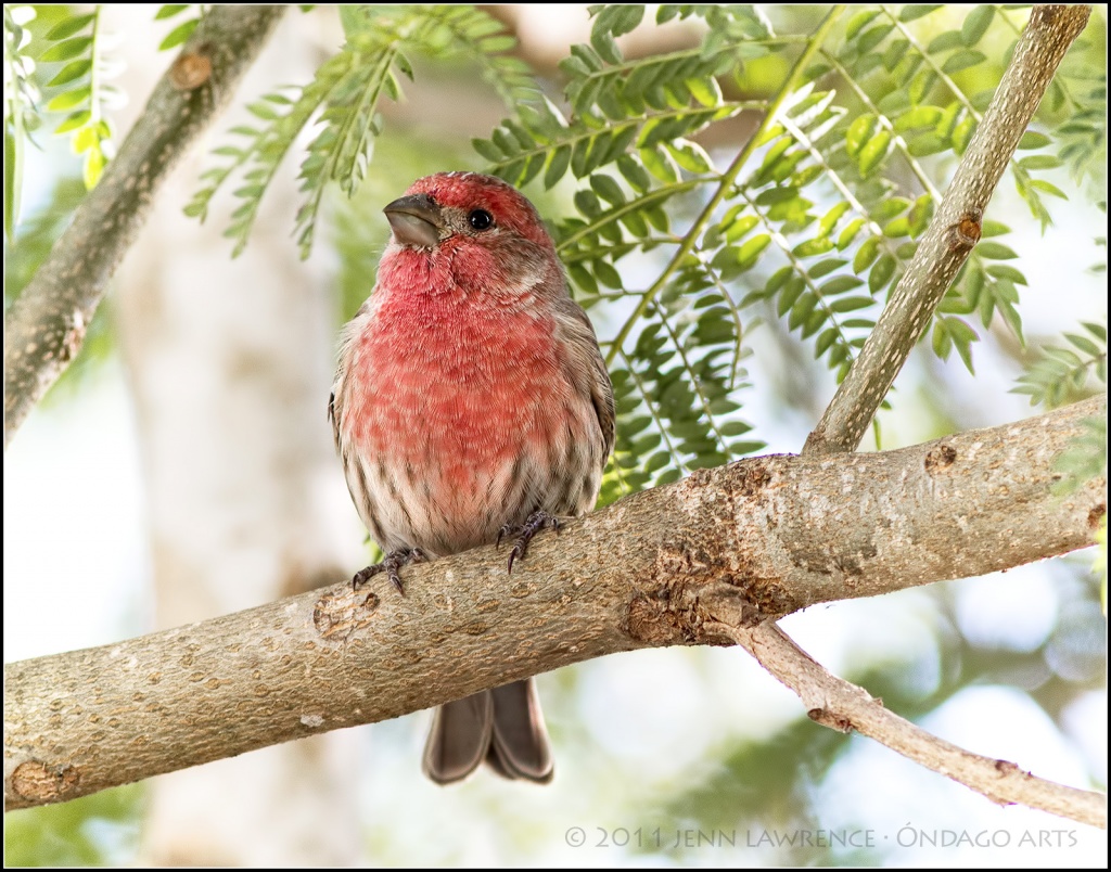 House Finch by aikiuser